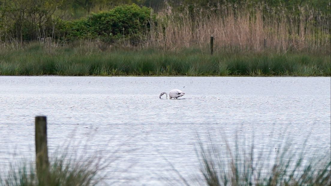 Opmerkelijk bezoek in Ospel: flamingo's gespot in de Peel 