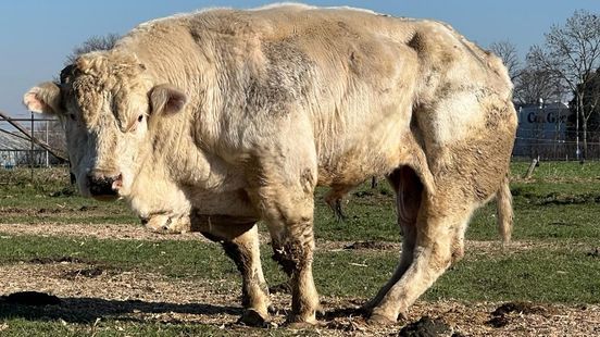 Melkveehouder krijgt taakstraf voor verwaarlozen stier en hond Home