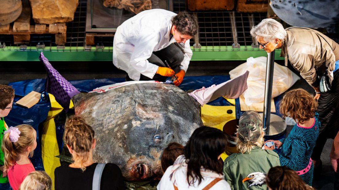 De maanvis komt aan in Naturalis en kinderen kunnen hem van dichtbij bewonderen