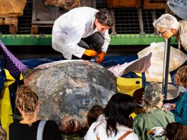 Megavis gevild in Leids museum Naturalis: 'Het is een vrouwtje'