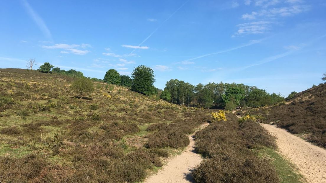 Omdat de natuur te lijden heeft onder de massale belangstelling van wandelaars, fietsers en ruiters, werkt Natuurmonumenten hard aan het verbeteren van de huidige 350 kilometer wegen en paden in Nationaal Park Veluwezoom.