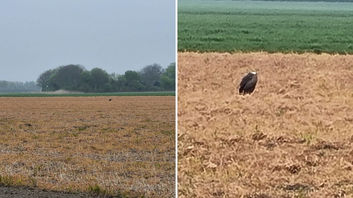 Hier is de gier! Zaterdagmiddag is de vogel gespot bij Ellemeet