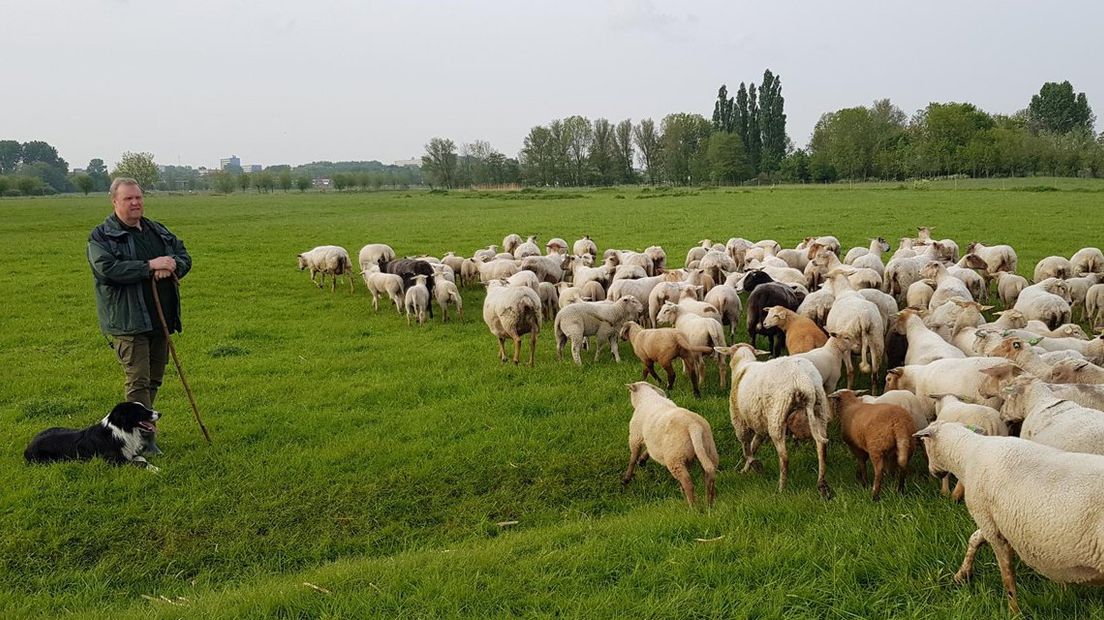 Schaapherder Ben Determann met zijn hond Skylar en de schaapskudde.. | Foto Omroep West