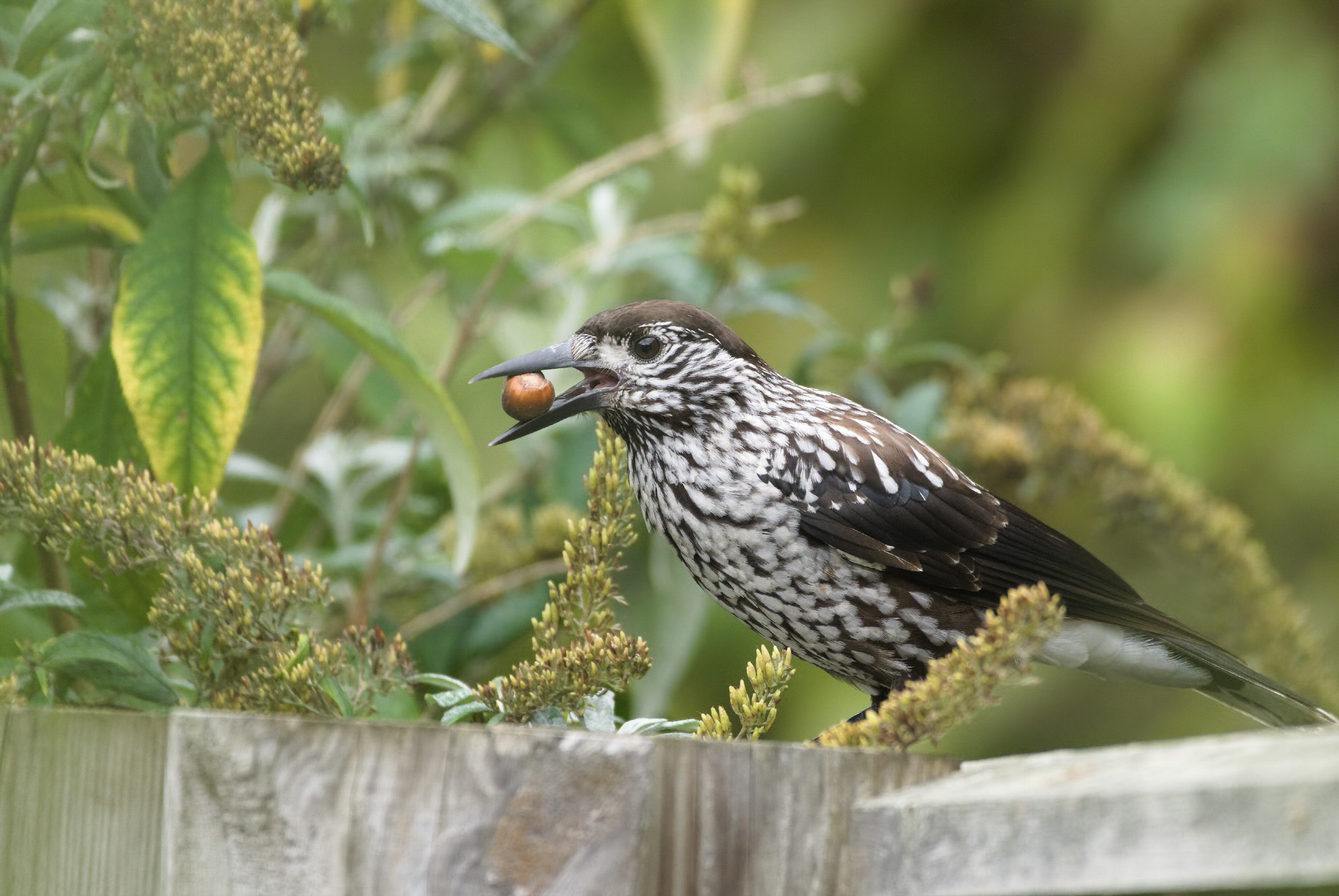 Deze zeldzame vogel trekt vogelliefhebbers naar Kerkwerve: 'Hij heeft een hele typische roep'