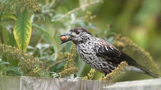 Deze zeldzame vogel trekt vogelliefhebbers naar Kerkwerve: 'Hij heeft een hele typische roep' Nieuws