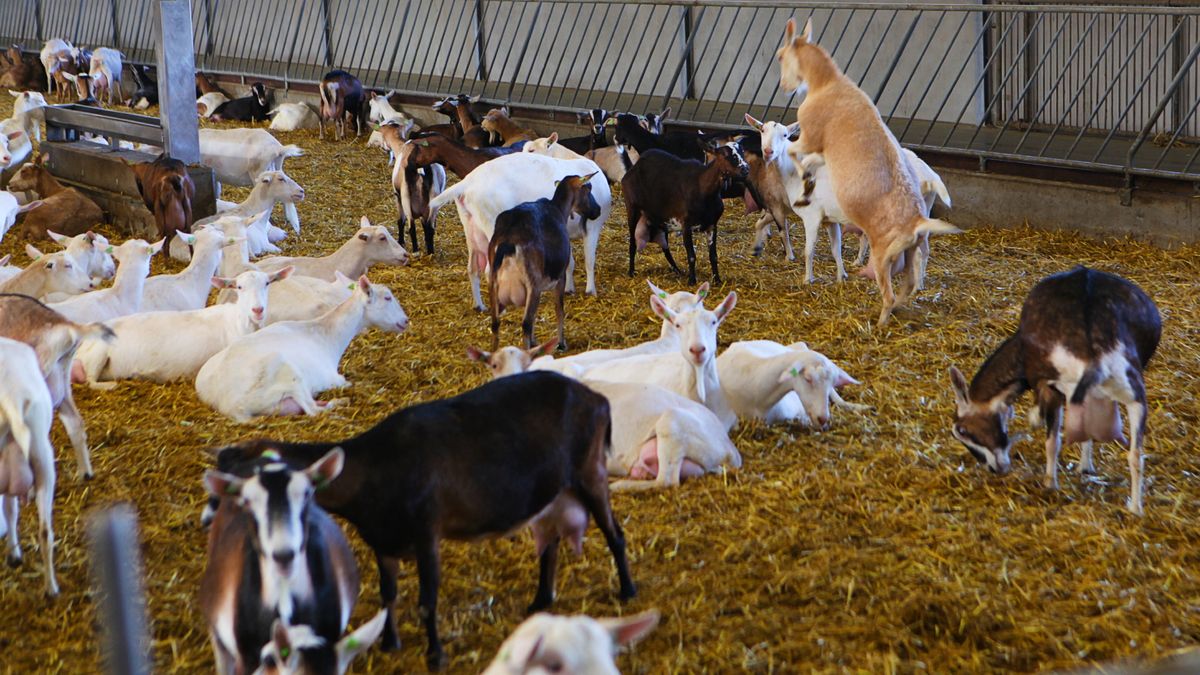 'De vraag blijft gewoon': Geitenboer De Kruijf uit Leusden ziet groei ondanks gezondheidszorgen