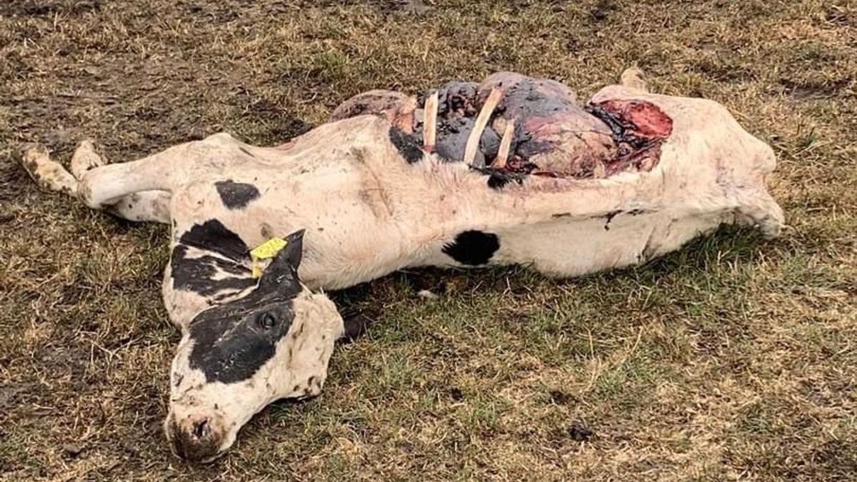 Drie jonge koeien op een dag dodelijk aangevallen in Midden-Drenthe