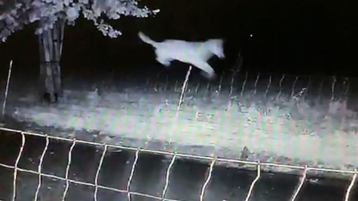 Wolf bij Voorthuizen komende twee weken niet afgeschoten