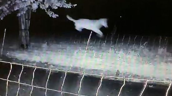 Provincie geeft vergunning voor afschieten probleemwolf