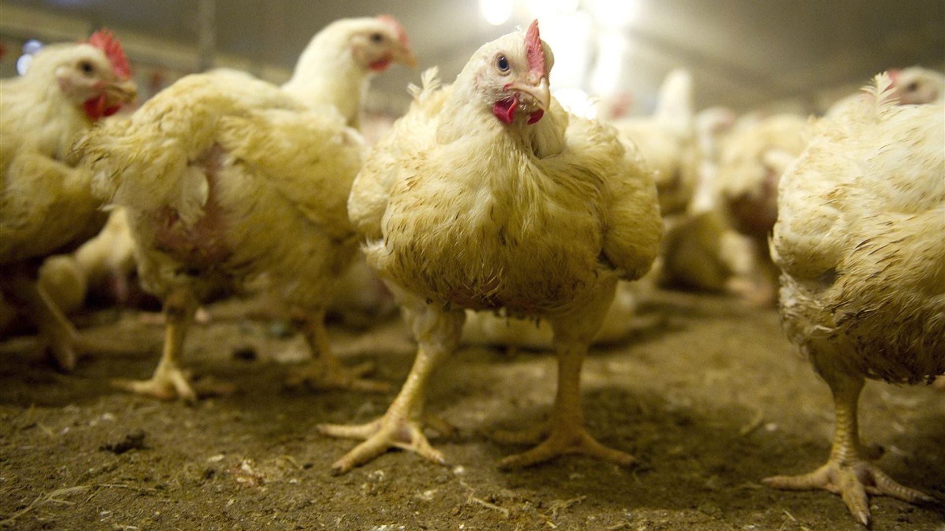 foto ter illustratie