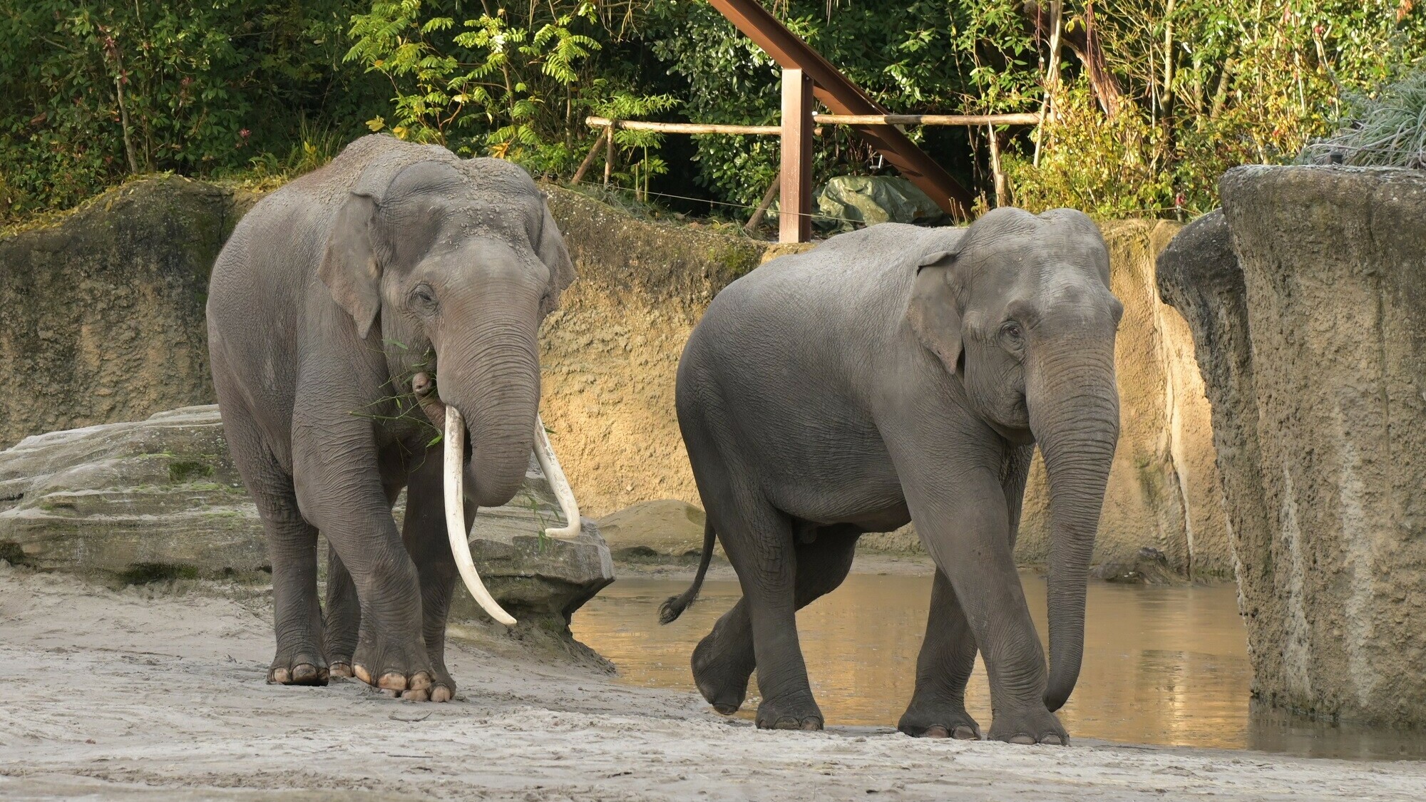 Geen daling, geen stijging: evenveel bezoekers naar Wildlands afgelopen jaar