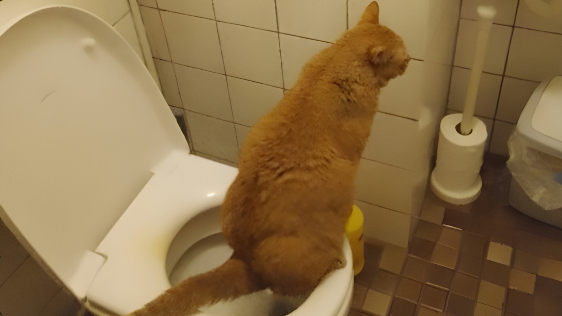 Buddy op de wc