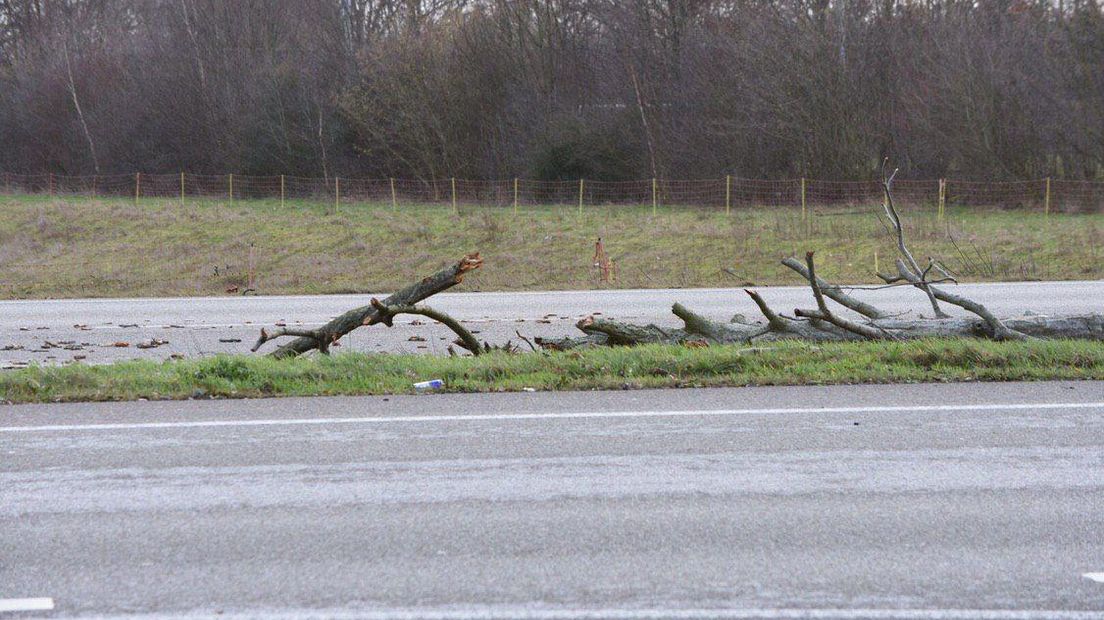 Onder andere bij Emmen waaide een boom om (Rechten: De Vries Media)