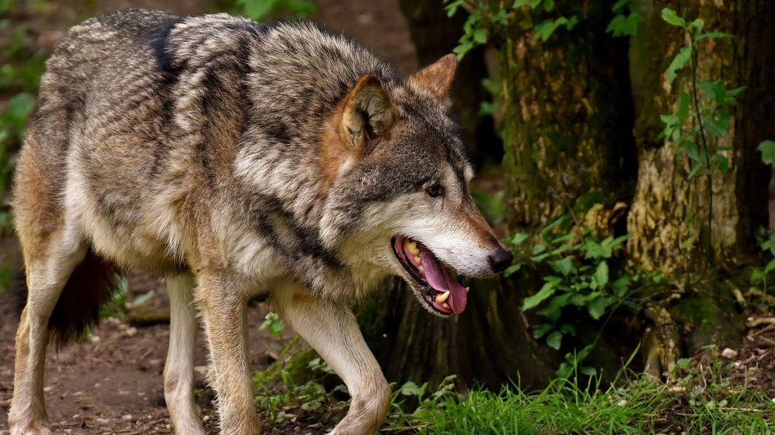 De wolf is sinds 2015 weer terug in Drenthe.