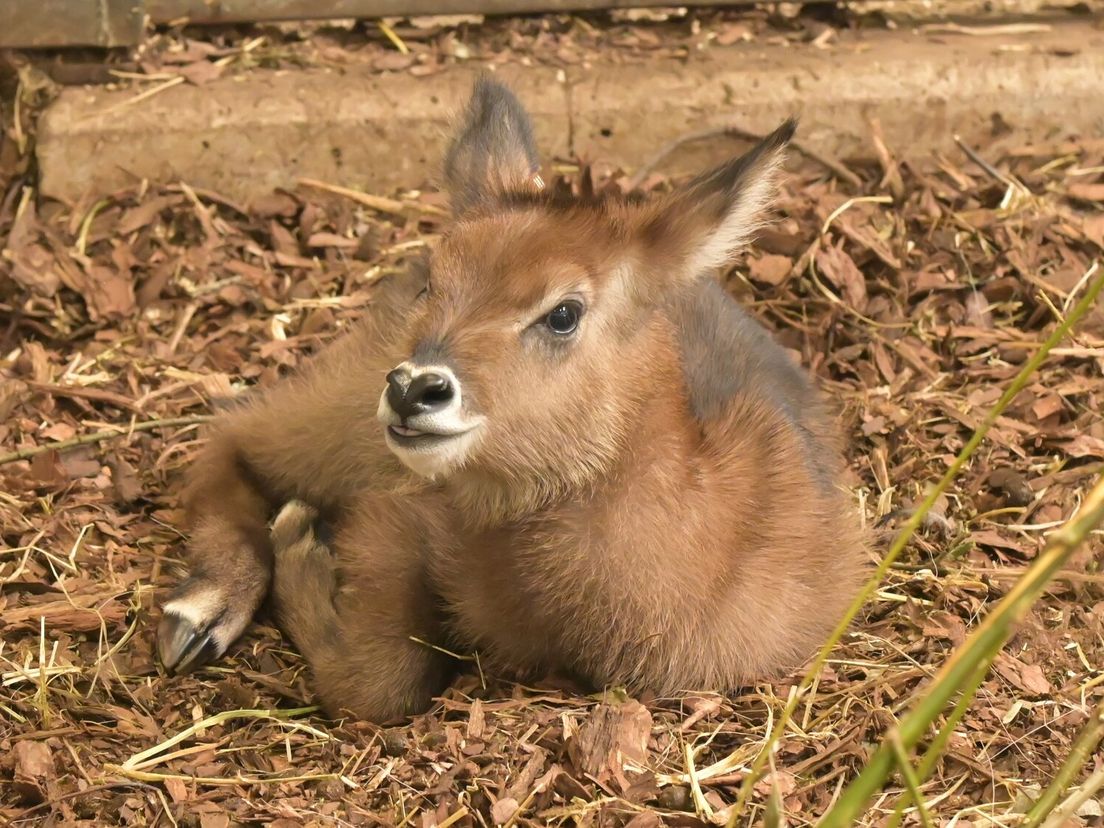Afrikaanse verrassing in Wildlands: Defassa-waterbok geboren