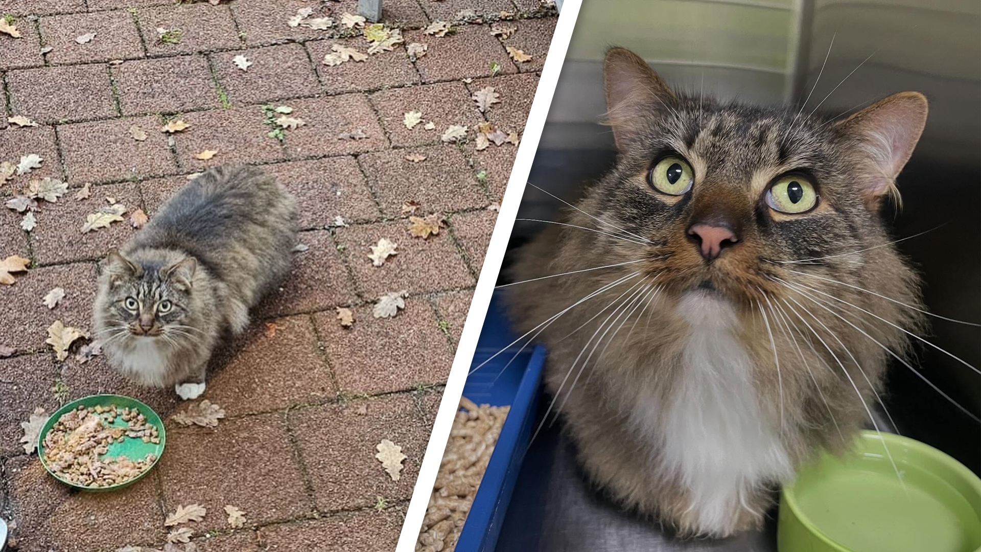 Kat Kawaii na maandenlang avontuur weer thuis