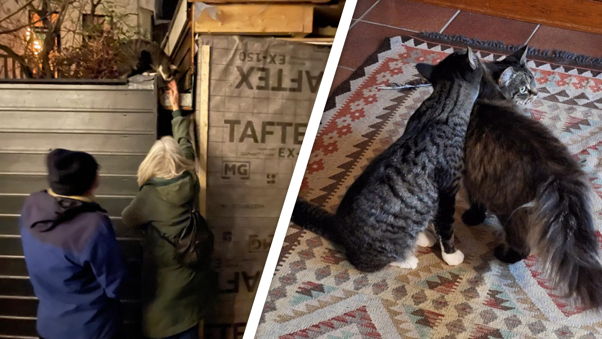 Kat Doerak week na explosie binnenstad Utrecht gevonden, nog 1 kat vermist