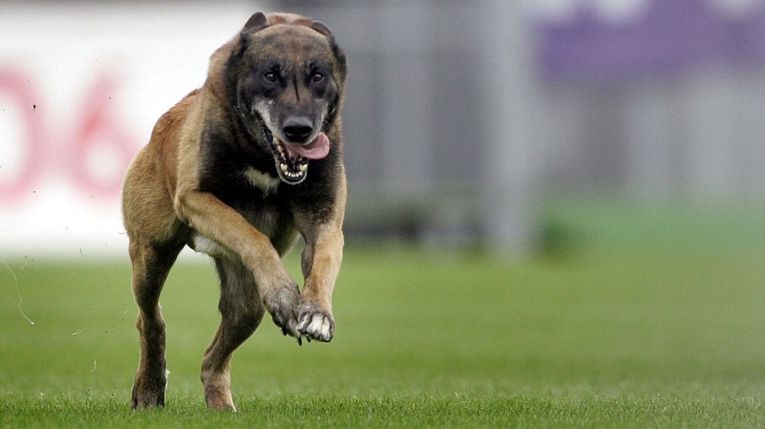 Een politiehond in actie