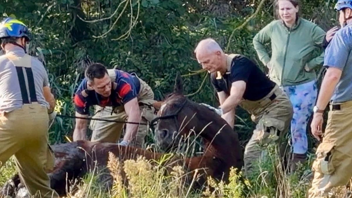 Paard in Roermond uit water gehaald nadat het vast kwam te zitten in beek