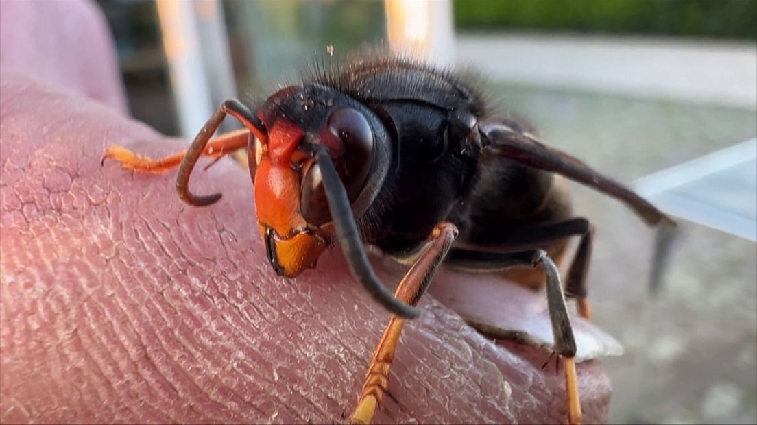 Jacht op Aziatische hoornaar weer begonnen