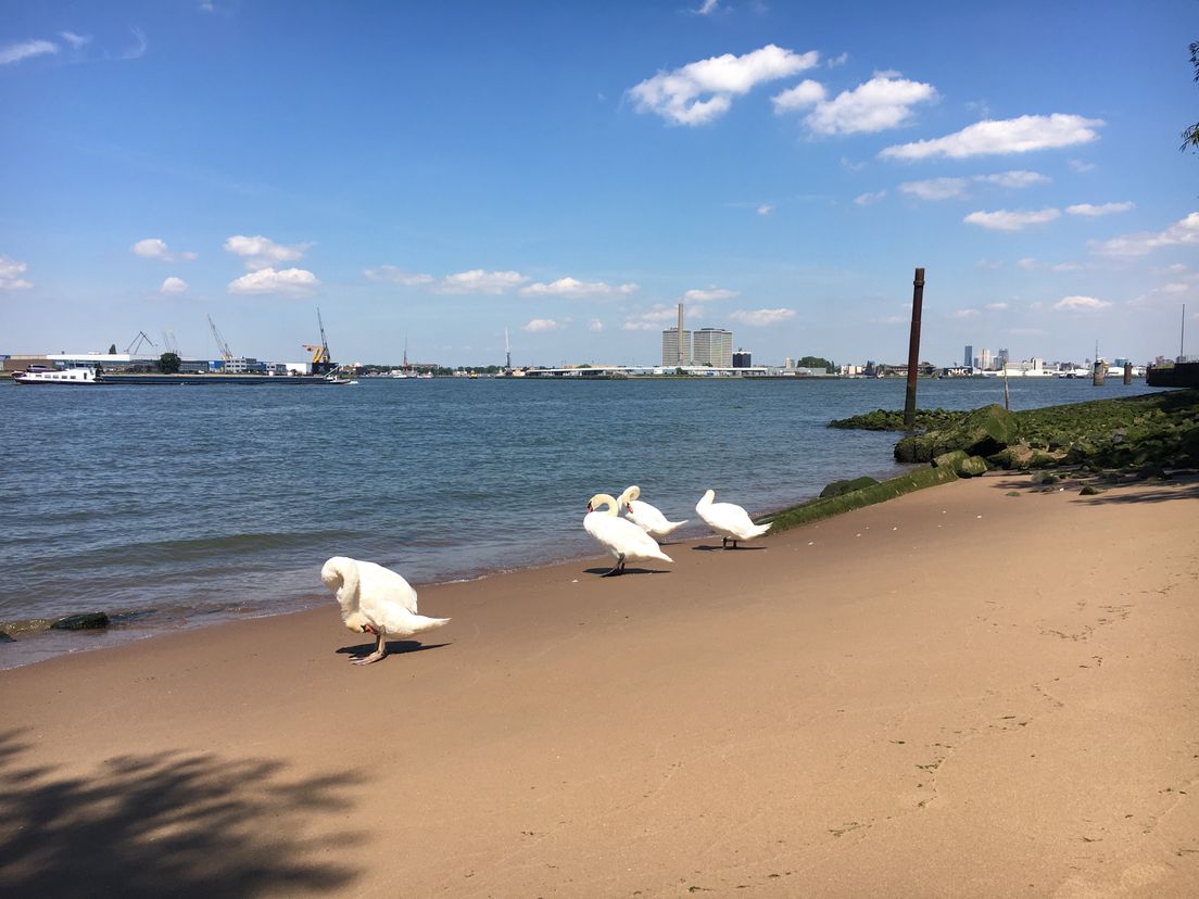 Rivierstrandje aan de Maas bij Heijplaat