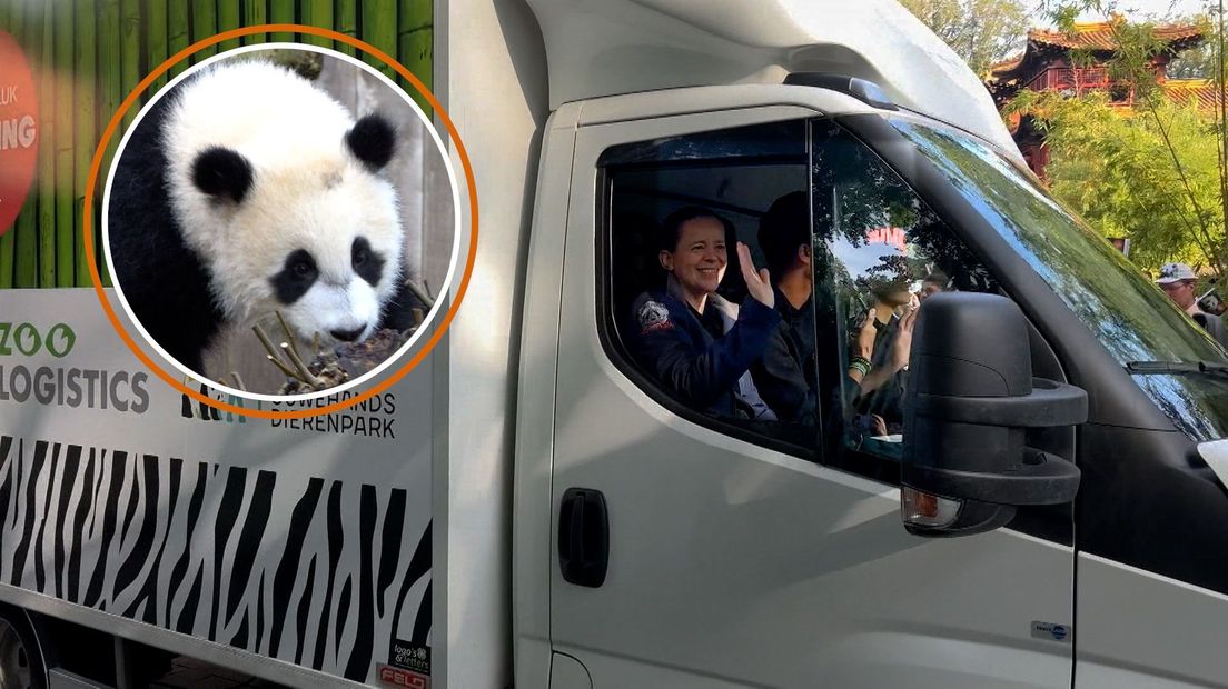 Brenda en panda Fan Xing in de vrachtwagen.