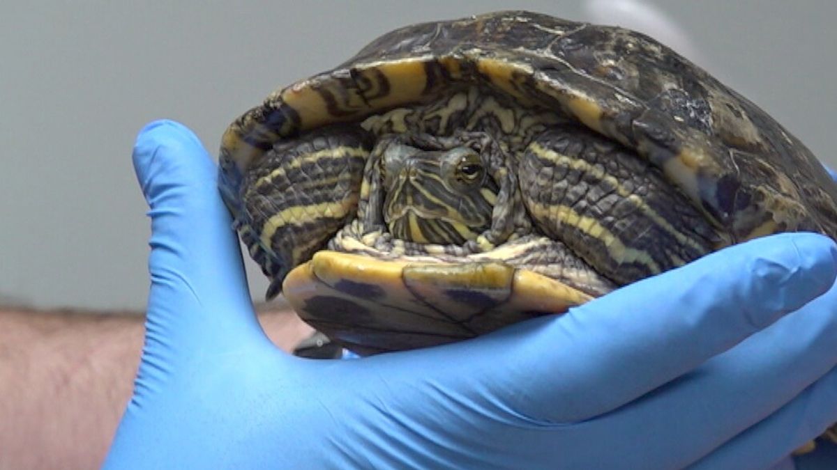 Schildpaddenopvang Twijzelerheide van de baan, organisatie naar Den Haag voor steun