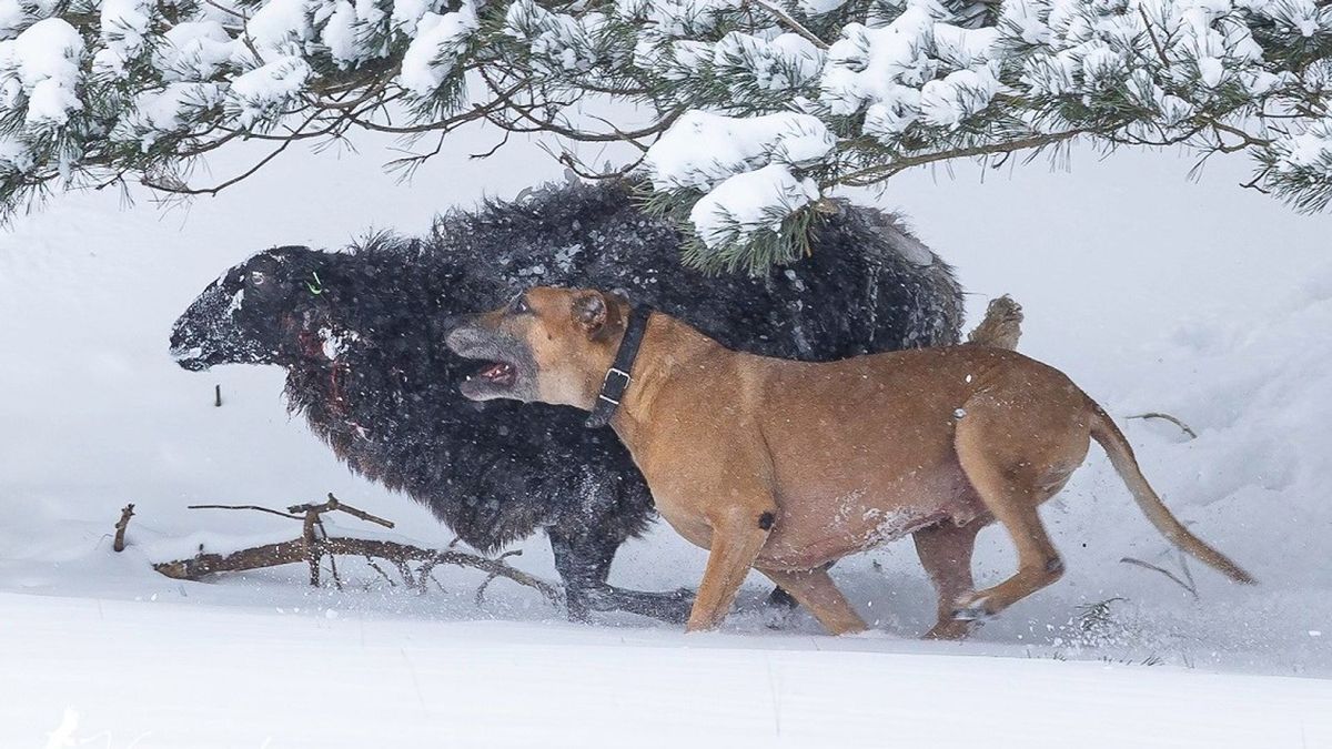 Hond valt schapen aan in natuurgebied bij Uffelte