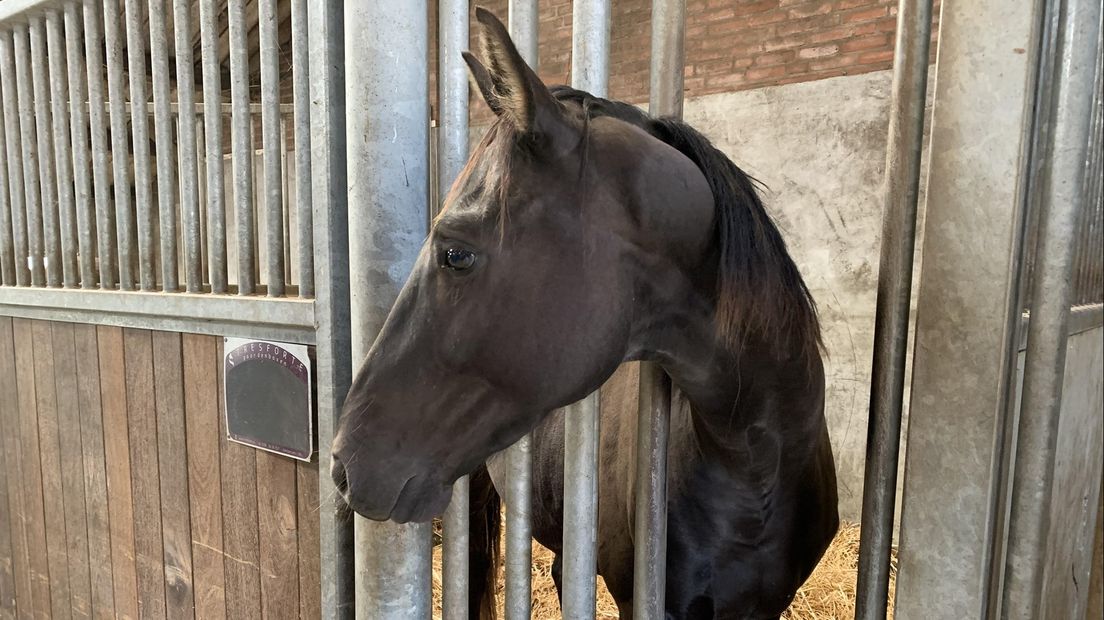 Het bedrijf heeft naast koeien 25 jonge springpaarden