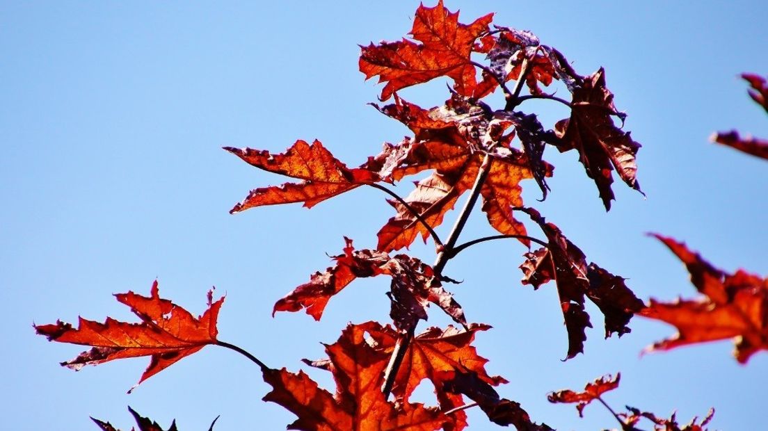 Herfstkleur
