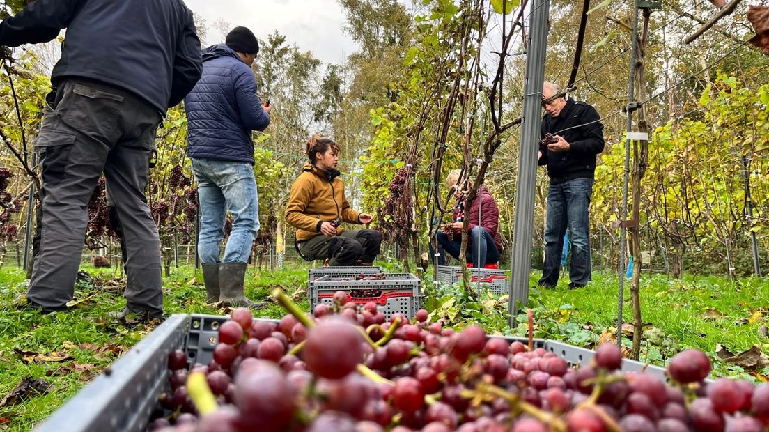 Samen druiven plukken in de wijngaard