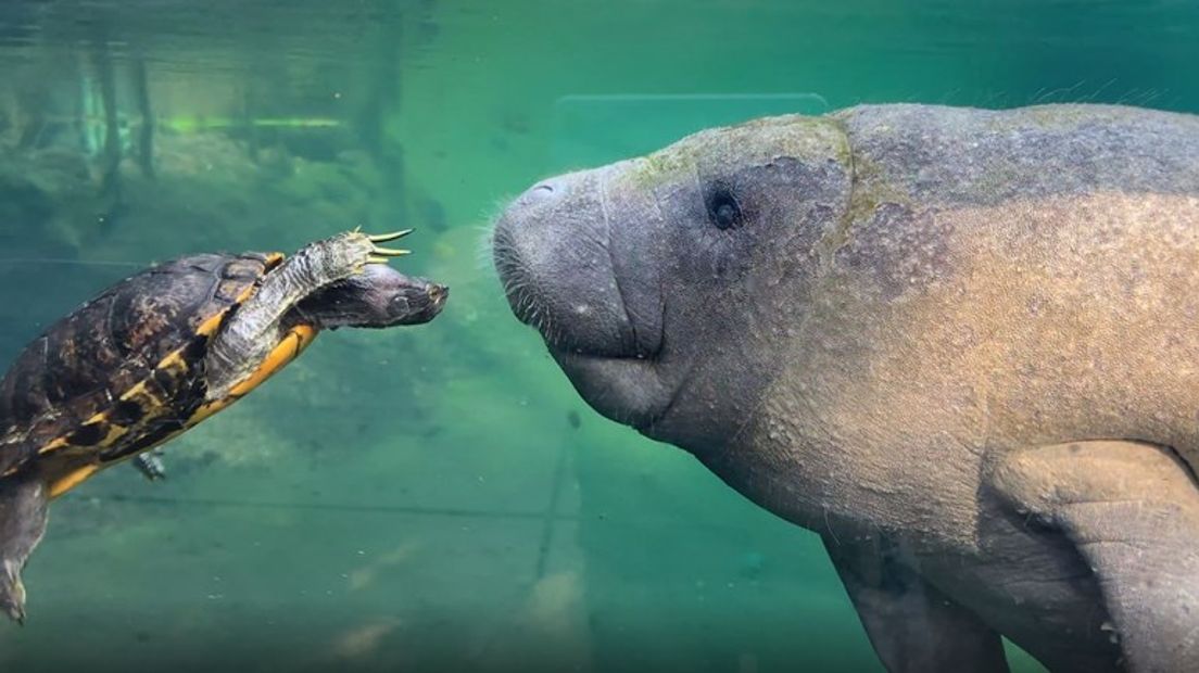 Deze schildpad en zeekoe houden geen afstand.