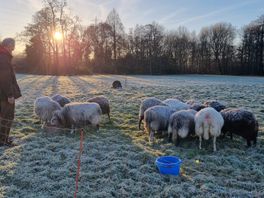 Herder Willem ziet schapenbewakers niet zitten: "Die hond gaat eraan"