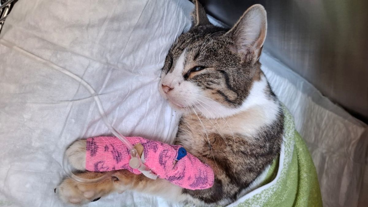 Kat Jermy overleden nadat hij werd beschoten met een luchtbuks