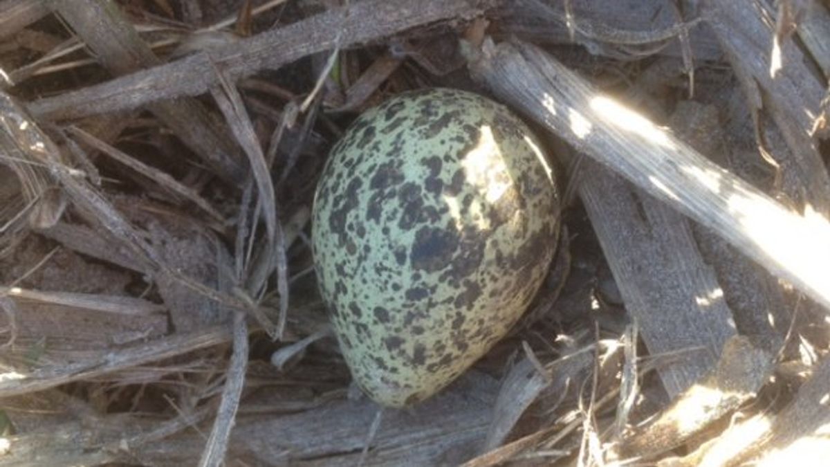 Eerste Drentse kievietsei van 2015 gevonden