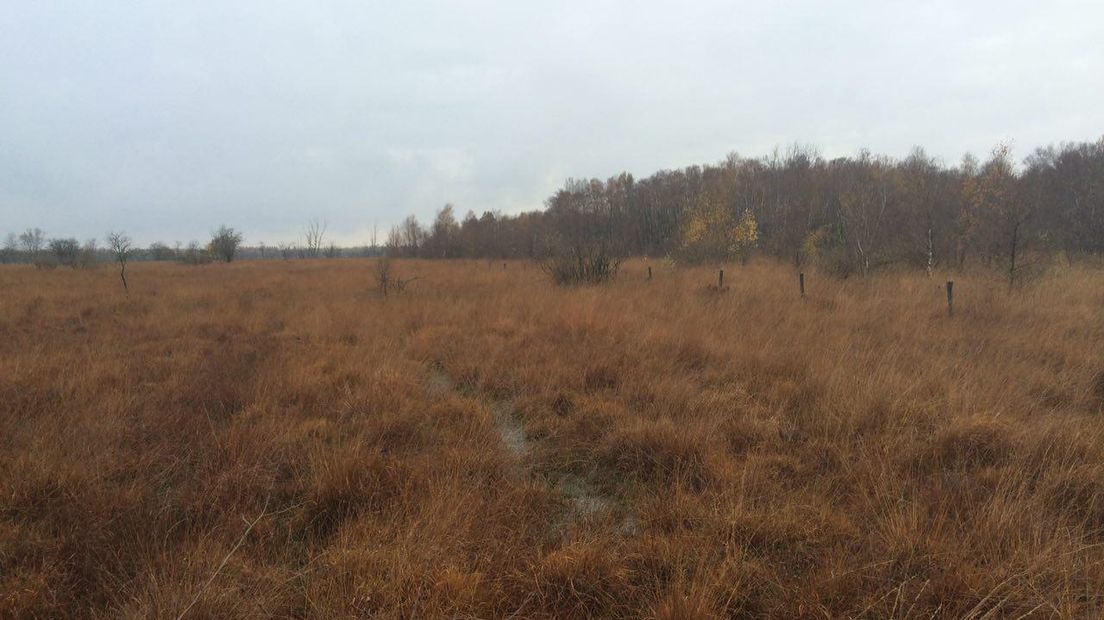 Het Bargerveen (Rechten: Ineke Kemper / RTV Drenthe)