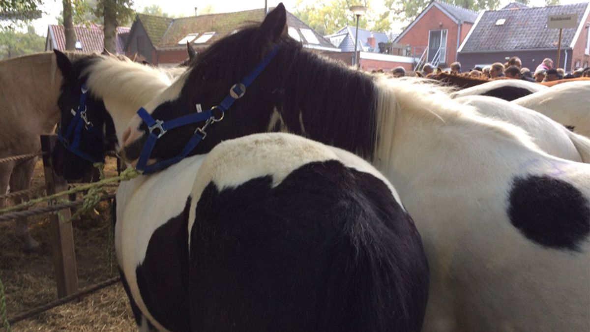 Paardenmarkt Zuidlaren drukker bezocht RTV Drenthe