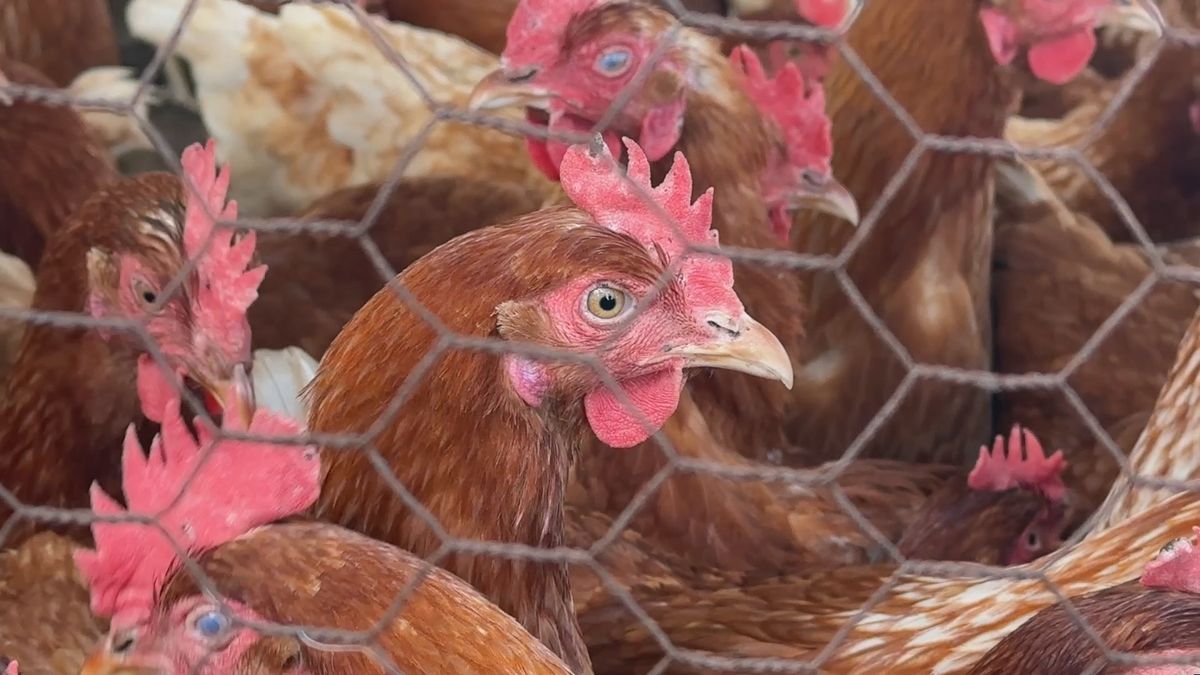 Vogelgriep op kinderboerderij: vogels geruimd, zeldzame kippen gespaard