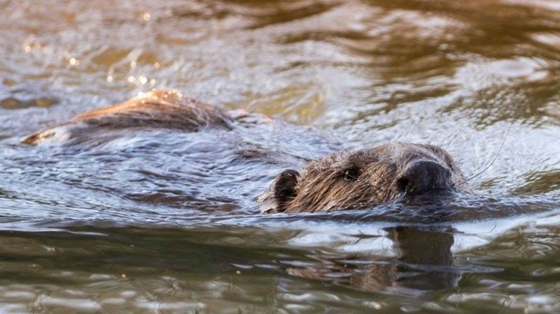 Een bever bij de Arnhemse Stadsblokken.