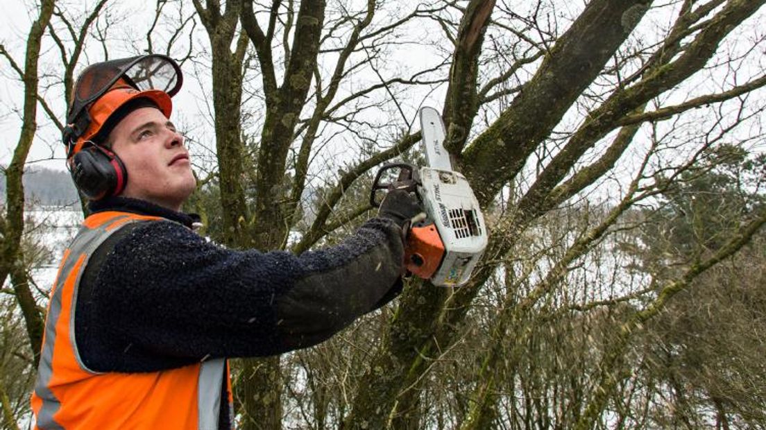 In Gelderland heerst momenteel de bomenziekte Essentaksterfte. In totaal staan er op 43 hectare aan grond langs provinciale wegen essenbomen, waarvan volgens onderzoek negentig procent zal sterven. Daarom grijpt de provincie nu in.