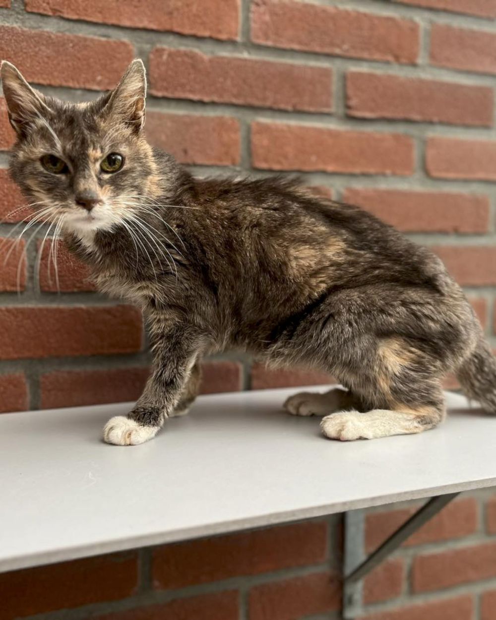 22jaar oude kat weer terug bij baasje 