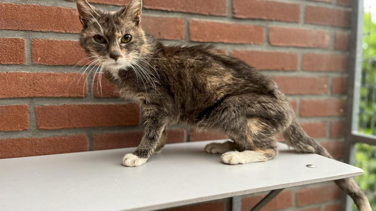 22jaar oude kat weer terug bij baasje 