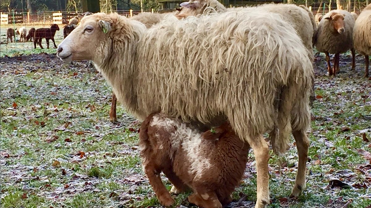 Hond doodt vijf schapen in Daarle, schapen in Lemelerveld en Heeten door wolf gedood