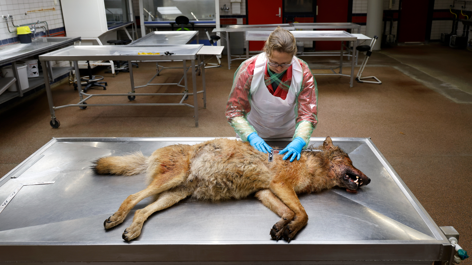 Utrechtse patholoog onderzoekt doodgeschoten wolf nauwkeurig