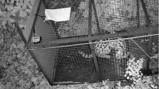 Ontsnapte serval loopt na week vrijheid in val van dierenpolitie Nieuws