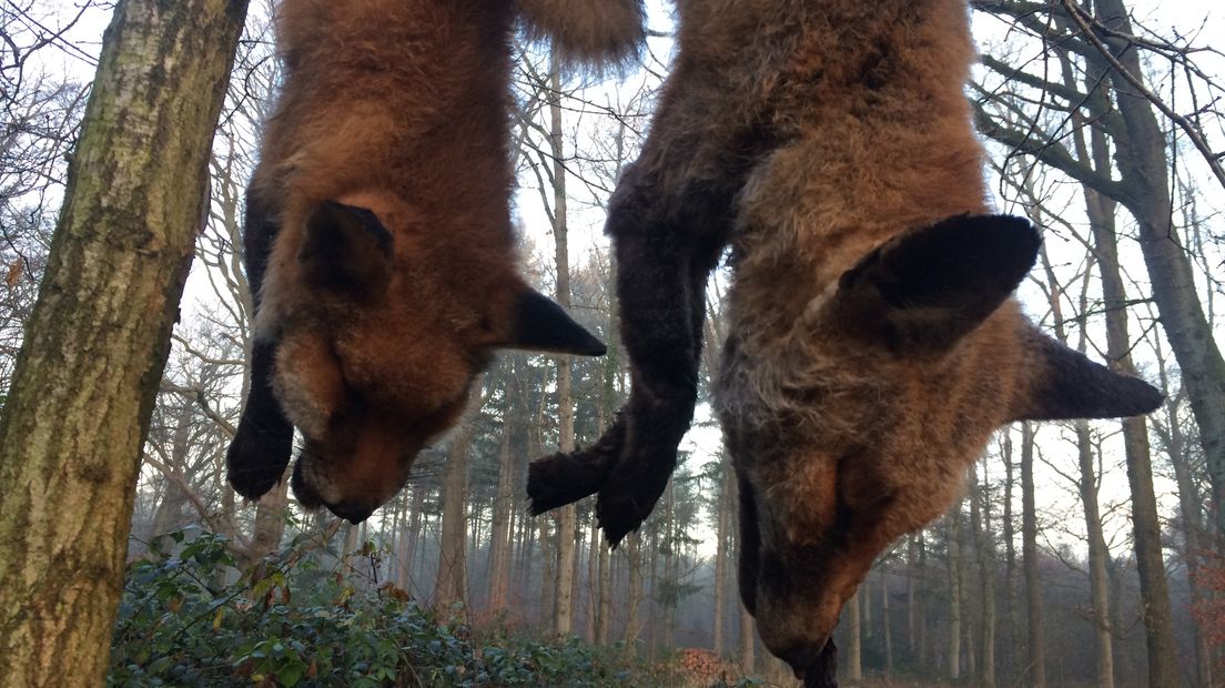 Twee dode vossen hangend in een boom, geen prettige aanblik voor een toevallig passerende fietser. Het overkwam Heleen Eshuis uit Voorst.