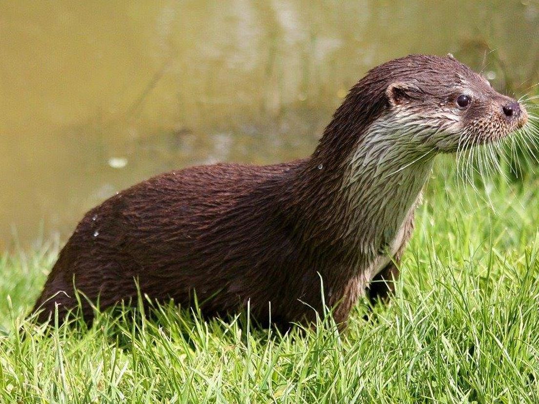 Europese otter.