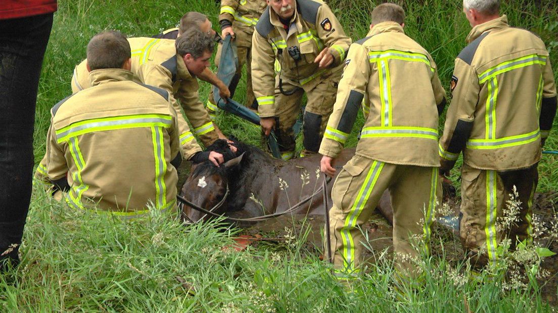 De brandweer kwam er aan te pas om het paard uit de sloot te trekken (Rechten: Persbureau Meter)