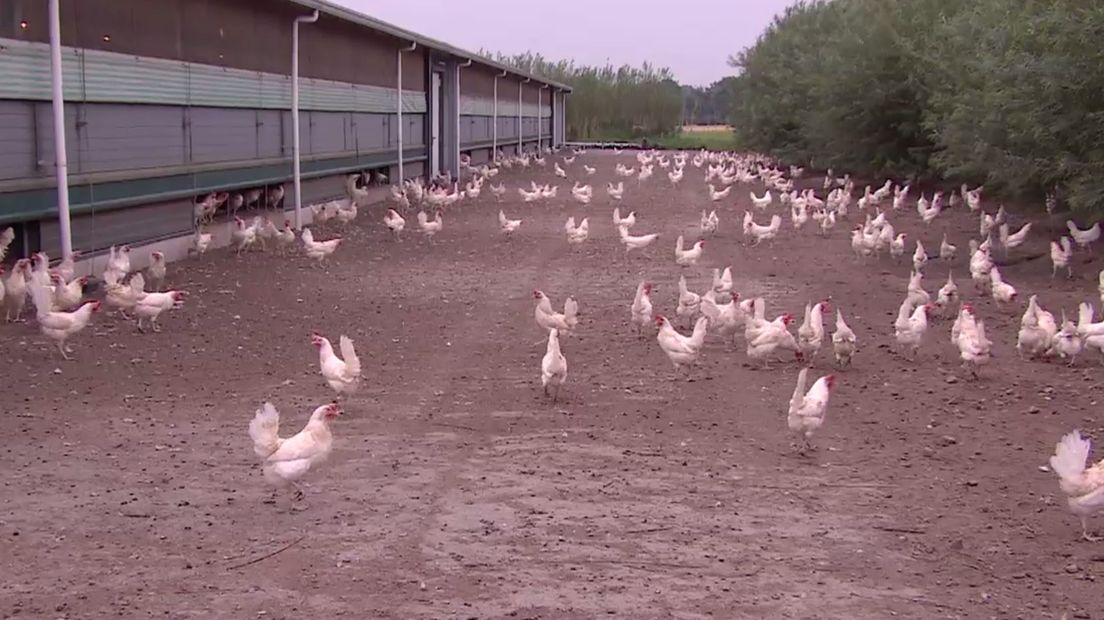 Kippenboeren nog niet van fipronil verlost