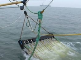 Meer bodemberoerende visserij in Zeeuwse wateren dan in andere landen